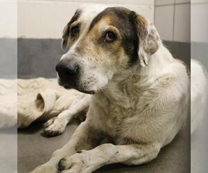 Labrador Retriever Dogs for adoption in San Antonio, TX, USA