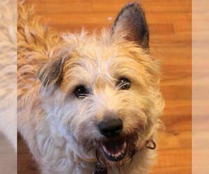 Unknown-Wheaten Terrier Mix Dogs for adoption in Cookeville, TN, USA