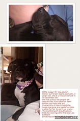 Bullboxer Pit Dogs for adoption in Chapmanville, WV, USA