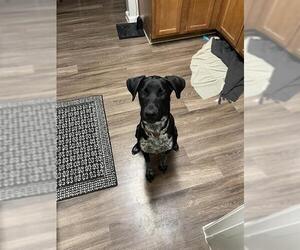 German Shorthaired Pointer-Unknown Mix Dogs for adoption in San Antonio, TX, USA
