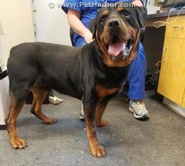 Rottweiler Dogs for adoption in Salisbury, NC, USA