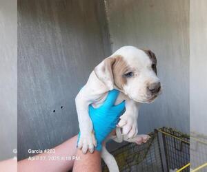 American Staffordshire Terrier-Unknown Mix Dogs for adoption in San Antonio, TX, USA