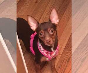 Miniature Pinscher Dogs for adoption in Strongsville, OH, USA