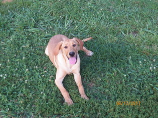 Small Labrador Retriever Mix