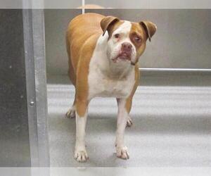 Boxer-Unknown Mix Dogs for adoption in Orange, CA, USA