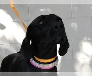 Weimaraner Dogs for adoption in pomona, CA, USA