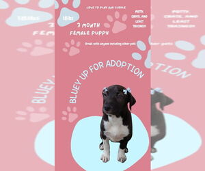 American Pit Bull Terrier-Mountain Cur Mix Dogs for adoption in San Diego, CA, USA