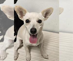 Chihuahua Dogs for adoption in Bakersfield, CA, USA