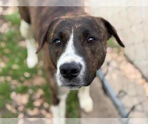 American Pit Bull Terrier-Unknown Mix Dogs for adoption in Tulsa, OK, USA