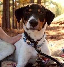 Mutt Dogs for adoption in Suwanee, GA, USA