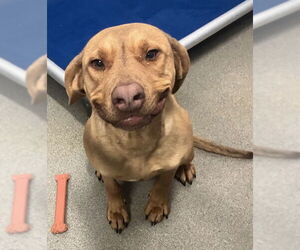 Labrador Retriever-Unknown Mix Dogs for adoption in Sterling, MA, USA