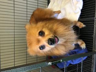 Paperanian Dogs for adoption in Algona, IA, USA
