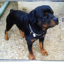 Rottweiler Dogs for adoption in Tonawanda, NY, USA