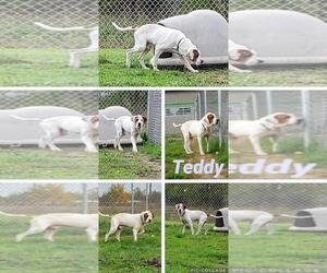 Mastiff Dogs for adoption in Pierceton , IN, USA