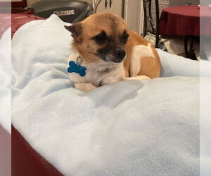Chihuahua-Unknown Mix Dogs for adoption in Plainfield, IL, USA