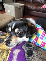 Jack-Rat Terrier Dogs for adoption in Plainfield, IL, USA
