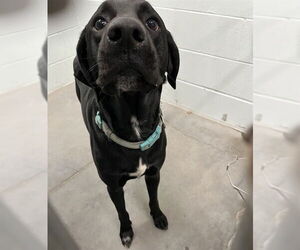 Labrador Retriever-Unknown Mix Dogs for adoption in Tavares, FL, USA