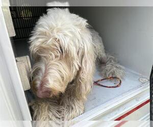 Poodle (Standard)-Unknown Mix Dogs for adoption in Houston, TX, USA