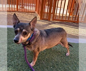 Chihuahua-Unknown Mix Dogs for adoption in Las Vegas, NV, USA