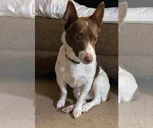 Jack Russell Terrier Dogs for adoption in Scottsboro, AL, USA