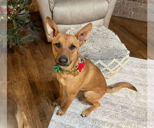 Medium Photo #4 Carolina Dog-Unknown Mix Puppy For Sale in Claremore, OK, USA