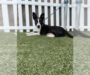 Border Collie-Unknown Mix Dogs for adoption in Modesto, CA, USA