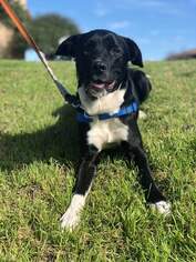 Borador Dogs for adoption in Irving, TX, USA