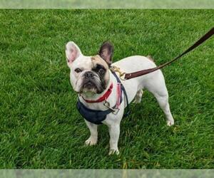 French Bulldog Dogs for adoption in San Clemente, CA, USA