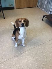 Beagle Dogs for adoption in Wylie, TX, USA