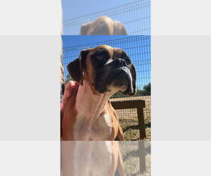 Boxer Dogs for adoption in Austin, TX, USA