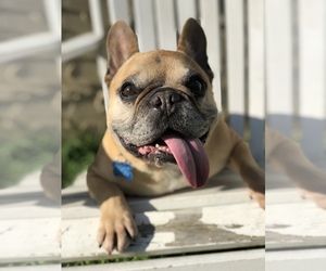 French Bulldog Dogs for adoption in Landenberg, PA, USA