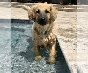 Basset Retriever Dogs for adoption in Cave Creek, AZ, USA