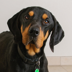 Black and Tan Coonhound Dogs for adoption in Eden Prairie, MN, USA