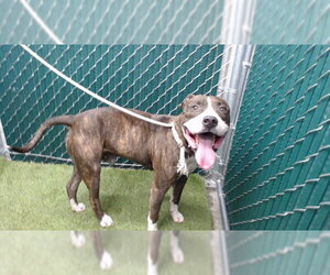 Mutt Dogs for adoption in Downey, CA, USA