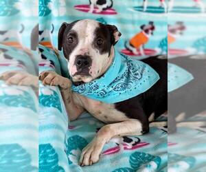 American Staffordshire Terrier Dogs for adoption in Redlands, CA, USA