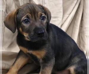 Mutt Dogs for adoption in Thief River Falls, MN, USA