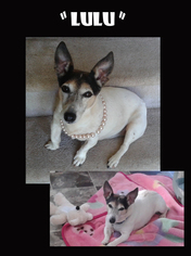 Jack Russell Terrier Dogs for adoption in Madison, AL, USA