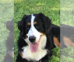 Bernese Mountain Dog Dogs for adoption in Valrico, FL, USA