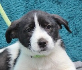 Medium Photo #1 Border Collie-Unknown Mix Puppy For Sale in Yardley, PA, USA