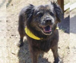 Chow Chow Dogs for adoption in San Antonio, TX, USA