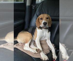 Beagle Dogs for adoption in Pawtucket, RI, USA