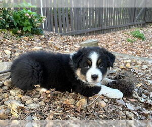 Australian Shepherd Dogs for adoption in Lawrenceville, GA, USA