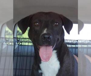 Boxer-Catahoula Leopard Dog Mix Dogs for adoption in Greenville, SC, USA