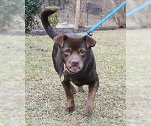 Chiweenie Dogs for adoption in Huntington, NY, USA
