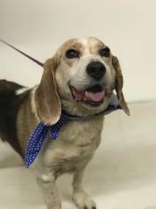 Medium Photo #1 Beagle Puppy For Sale in Minneapolis, MN, USA
