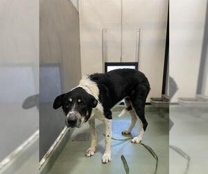 Collie-Unknown Mix Dogs for adoption in Riverside, CA, USA
