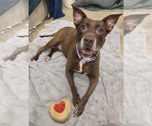 American Pit Bull Terrier-Unknown Mix Dogs for adoption in Millersville, MD, USA