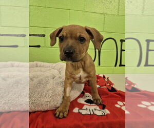 Mutt Dogs for adoption in Elmsford, NY, USA