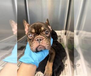 French Bulldog-Unknown Mix Dogs for adoption in San Antonio, TX, USA