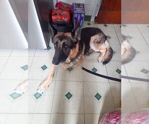 German Shepherd Dog Dogs for adoption in Millburn, NJ, USA